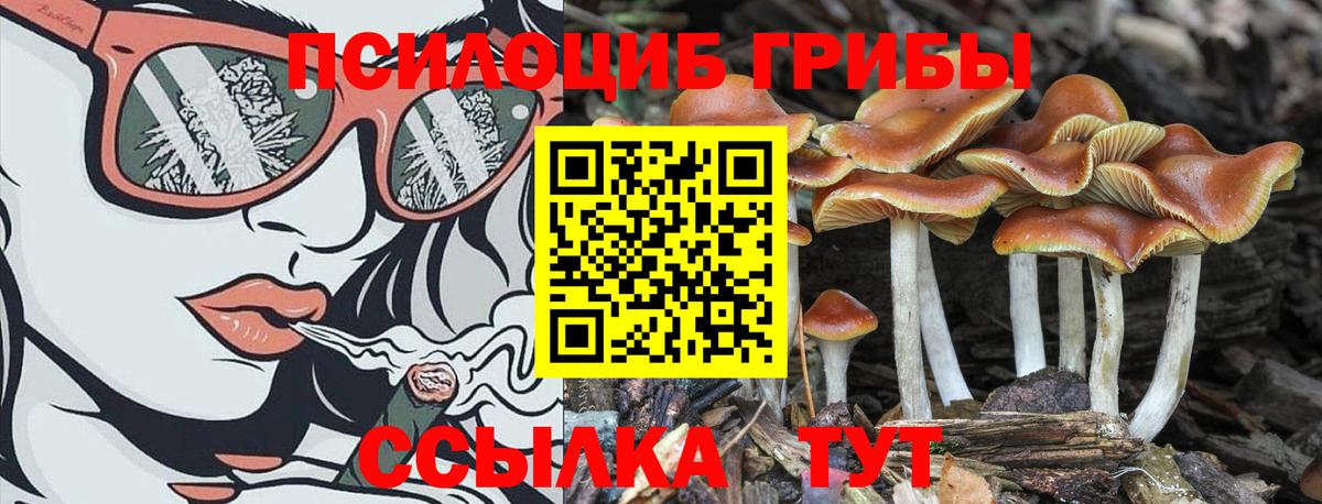 Псилоцибиновые грибы Cubensis  Вход с VPN  Ивантеевка 